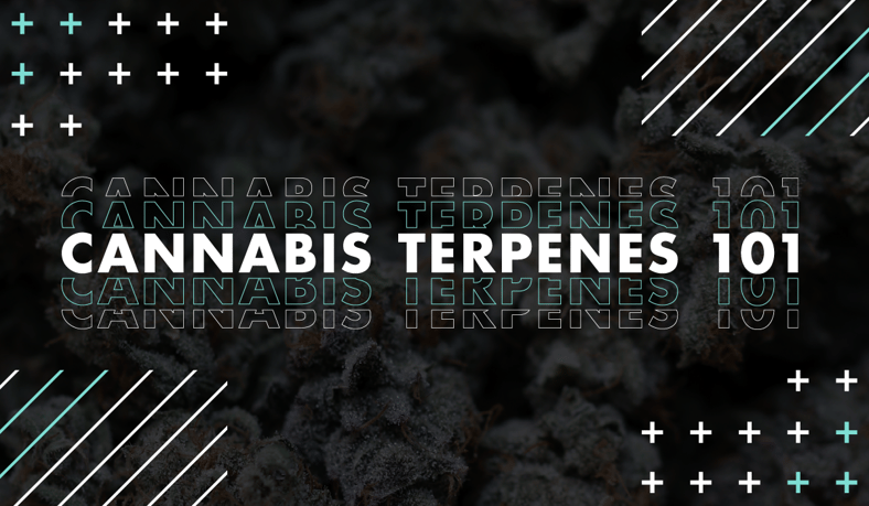 Cannabis Terpenes 101
